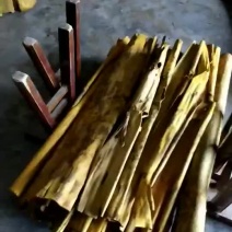 黄柏