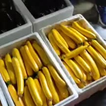 青黄葫芦