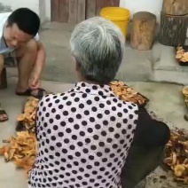 松乳菌