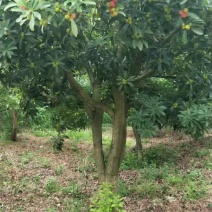杨梅树