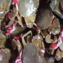 本地小青蟹需要联系，自产自销，规格2-3两