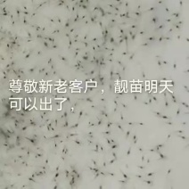 白对虾苗苗，南美白对虾，罗氏沼虾，河虾，青虾苗