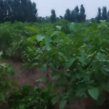 核桃苗