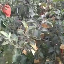 早熟华硕苹果