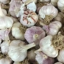 大名蒜种