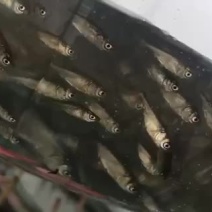 花鲢鱼苗，3厘米左右一尾