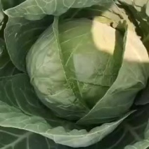 现货