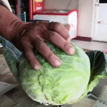 甘蓝