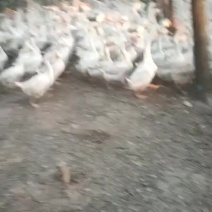 鹅