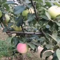 苹果