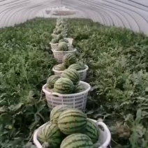 无籽麒麒瓜，美都