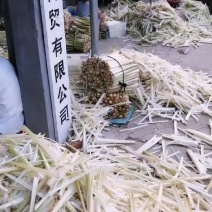 蒲菜加工（真空包装）