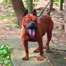 长期繁殖大中小川东猎犬杜高比特马犬黑狼支持一亩田