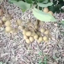 龙眼