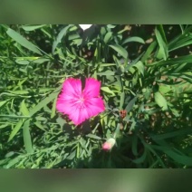 石竹花