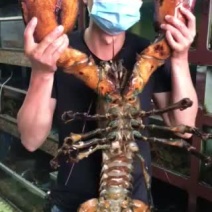 波龙，产地加拿大，规格大小都有，价格不同，吋价。