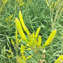黄花菜