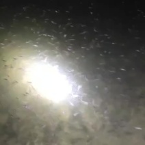 黄颡鱼苗