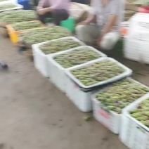 半边红李子
