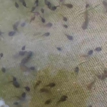 出售牛蛙苗，牛蛙油