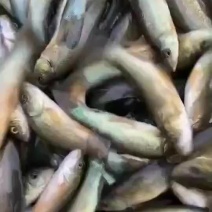 丁贵鱼苗-品种优良-生长速度快-抗病力强