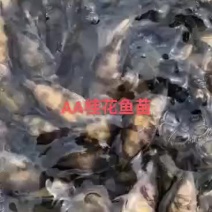 桂花鱼苗-抗病力强-生长速度快-产地直销