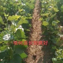 山东临清杨树苗107基地大量出售各种规格杨树苗