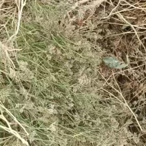新疆库尔勒孜然大量有货，产地一手货源量大优惠欢迎合作