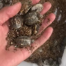草龟苗2020年头苗好养还未开食手把手教批发零售