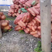 水果冬瓜小棒冬瓜大量上市中…价格美丽…