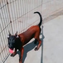 爆红马犬精品双血统高端马犬xxxxx