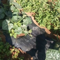 精品香芋，南瓜。莲花白。自产自销，高海拔，种植。质量好