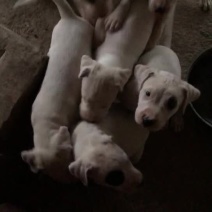 杜高犬