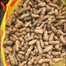 花生，精品花生，四粒红，鲁花8号大量上市中，货源充足，