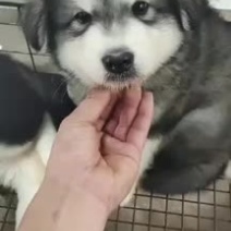 阿拉斯加