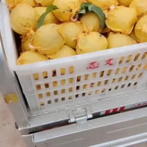 万亩【优质精品】皇冠自然色梨翠玉正在热销实力代办货发全国