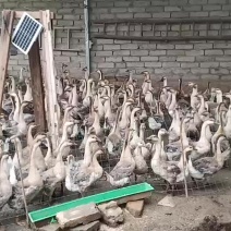 自家养的灰鹅
