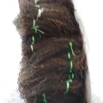 干豆角……豆角干……干江豆