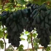 甜蜜蓝宝石葡萄大量上市诚信代办