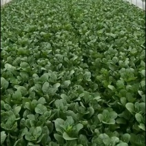 只要长期合作菜心质量保证，量大可优惠。