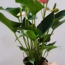 带花发货红掌盆栽白掌粉掌水培植物四季开花土培花卉室内