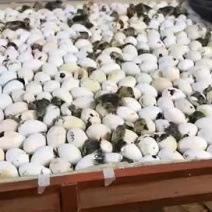纯种狮头鹅，全国可发货，厂家直销批发，质量保证