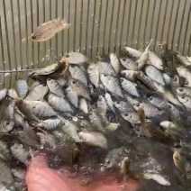罗非鱼苗鱼场直供单性新吉罗非鱼苗非洲鲫福寿鱼