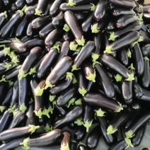 黑棒茄子