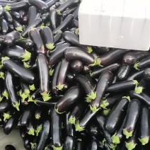 黑棒茄子