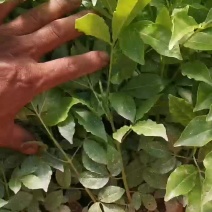 三丫虎苗