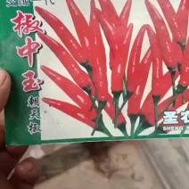 小米辣，娇中玉