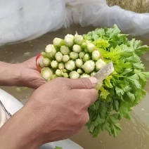 蔬菜