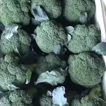 宁夏银川贺兰精品西兰花🥦欢迎市场，超市，电商，洽谈合作