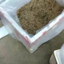 河鱼河虾供应